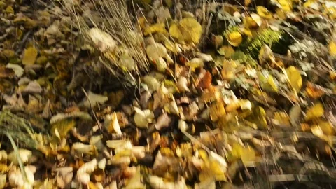 Walking on Abandoned cemetery. Stockbeeldmateriaal 79798229