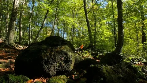 Walking Across the Beech Field in Early Autumn Stock Footage 69982321