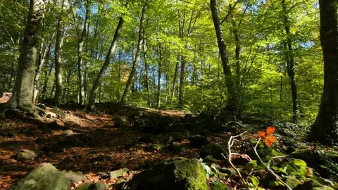 Walking Across the Beech Field in Early Autumn Stock Footage 80541272