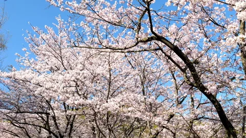 Walking across cherry blossoms or sakura flowers swaying in wind in spring Stock Footage 260870252