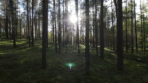 Walking across deep pine-spruce forest opposite the sun, sunlight lens flare Stock Footage 95926417