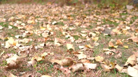 Walking across Fall grass covered in leaves, low angle view ronin stabilized Stock Footage 56434448
