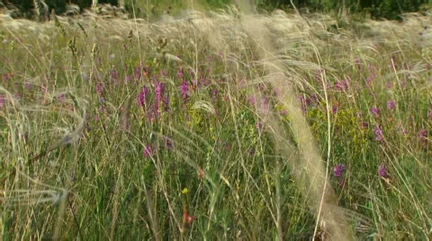 Walking across the field Stock Footage 735066