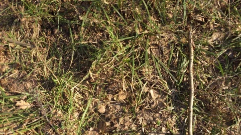 Walking across field of grass in early spring. New sprouts make its way through. 스톡 동영상 109239372