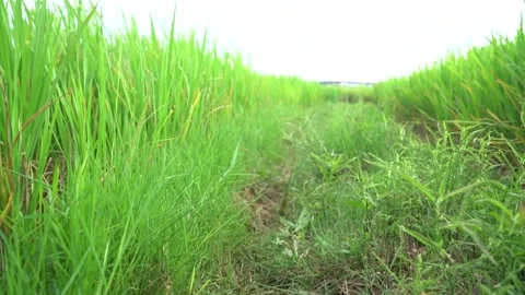 Walking across the grass first person view very low angle Stock Footage 211270991