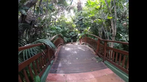 Walking Across Jungle Bridge – Immersive Tropical Garden Path Tenerife Stock Footage 333780229