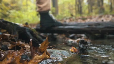 Walking across tree roots in forest Stock Footage 255626080