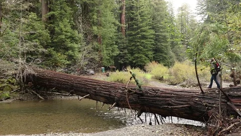 Walking Across Waters Stock Footage 73269711