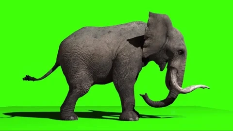 Walking African Elephant on Green Screen Background for Visual Effects and Stock Footage 338332057