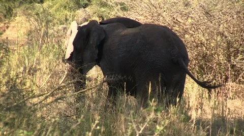 Walking African Elephants Stock Footage 8621718