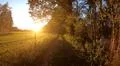 Walking against deep sun in golden forest farmland landscape GER Photo