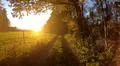 Walking against deep sun in golden forest farmland landscape GER Photo