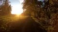 Walking against deep sun in golden forest farmland landscape GER Photo