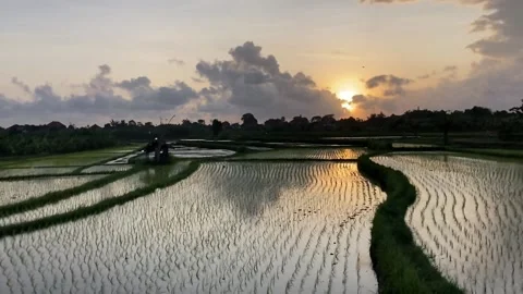 Walking alon rice fields in rural area in Bali. Paddy checks with water at Stock Footage 208588327