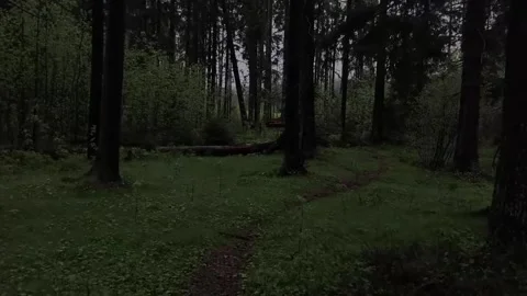 Walking alone in the middle of the forest Stock Footage 316951873