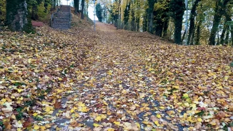 Walking Along Autumn Path Video stock 320831541