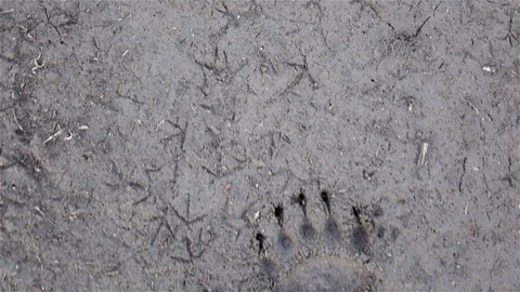 Walking along bear footsteps Stock Footage 82804649