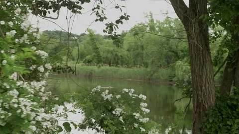 Walking Along Beautiful Stream with Trees Stock Footage 77248532