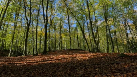 Walking Along Beech Fields in Early Fall Video stock 69984996