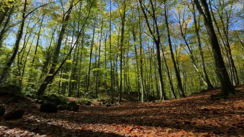 Walking Along Beech Fields in Early Fall Video stock 80541430