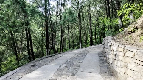 Walking Along the Cement Trail to the Deep Woods Stock Footage 317474895