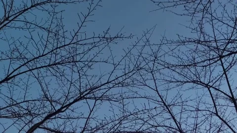 Walking along cherry blossom trees in winter Stock Footage 239358715