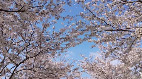 Walking along cherry blossom trees in full bloom001 Stock Footage 239358719