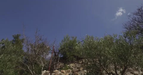 Walking along a cliff with olives Stock Footage 61223190