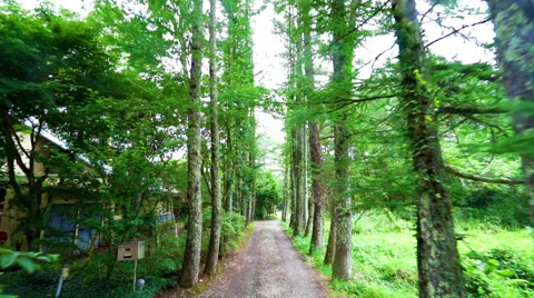Walking along a country path surrounded by trees (slow) Stock Footage 67473676