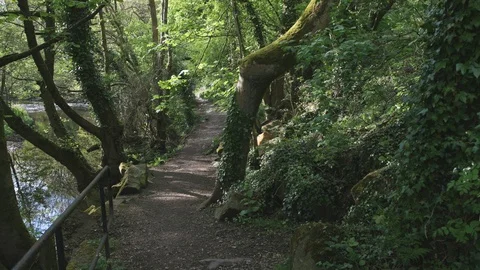 Walking along a countryside footpath through green woodland, next to a river Stock Footage