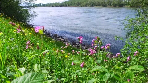 Walking along the danube river near enns, upper austria 스톡 동영상 129589014