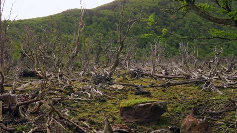 Walking along dead trees in Patagonia Stock Footage 287948288