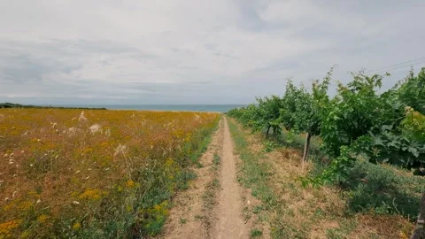 Walking along a dirt path between fields and vineyards near the coast Stock Footage 343375708