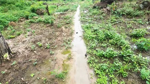 Walking along a dirt path through puddles and mud. dramatic scene Stock Footage 167179869
