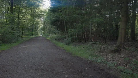 Walking along a dirt path through a dense forest as the sun peaks through the Stock Footage 307703794