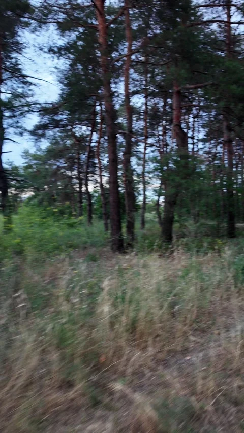 Walking along a dirt path through a dark pine forest at dusk under a cloudy s Stock Footage 337986061