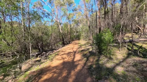 Walking Along a Dirt Path Through Australian Eucalyptus Bushland Stock Footage 345691976