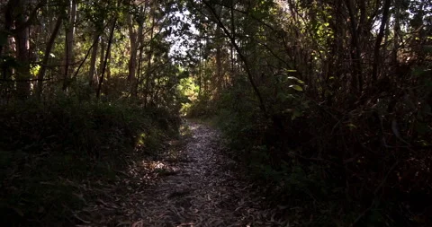 Walking along dirt path in the woods in summer, with sunlight shining Stock Footage 135358388