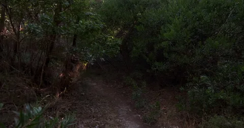 Walking along a dirt trail through woods in summer. First person POV. Stock Footage 135367897