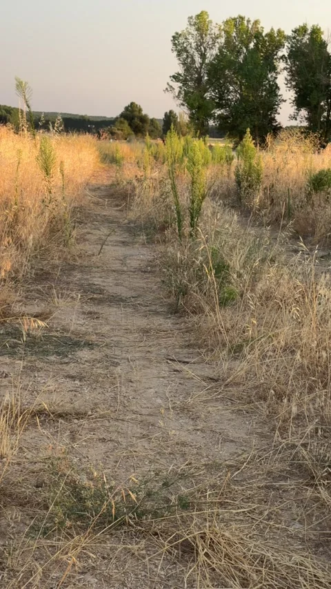 Walking along a dusty path in a golden field 스톡 동영상 344146971