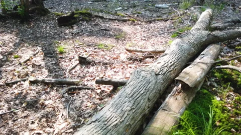 Walking Along Fallen Logs and Leafs Cover Forest Grounds Among The Light Shining Stock Footage 200931964