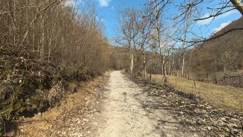 Walking Along Forest Dirt Road – Sunny Autumn Day Vídeos de archivo 331278657