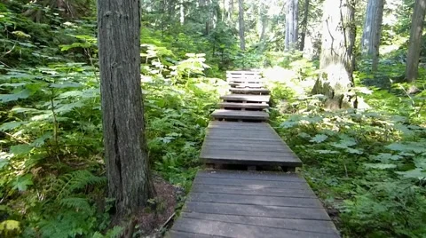Walking Along a Forest Park Boardwalk Stock Footage 41417853