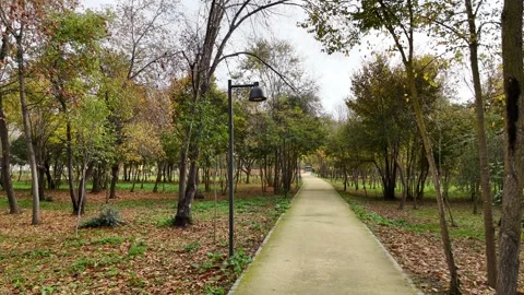 Walking Along a Forest Path in Autumn Park Video stock 311871382