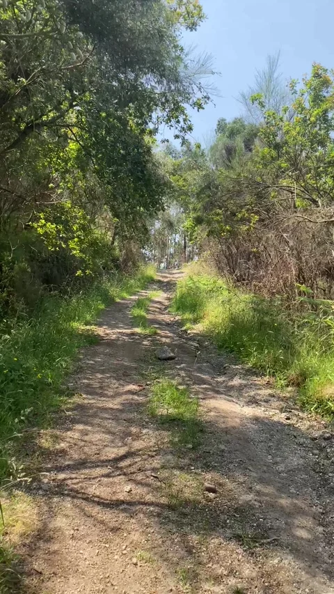 Walking along forest path with close-up of large stone in the middle 🌿🪨 Stock Footage 310914996