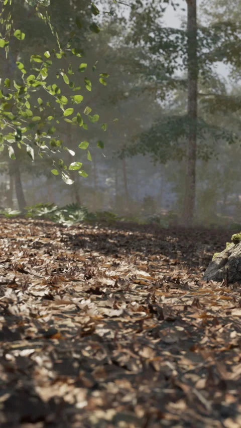 Walking along a forest path covered with leaves near tall trees in sunlight Stock Footage 341041716