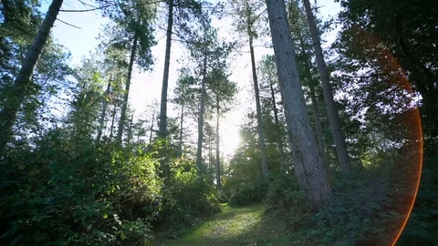 Walking along forest path Stock Footage 103112491