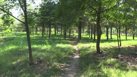Walking along a forest path Видео 159891236