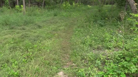Walking along a forest path Видео 160733468