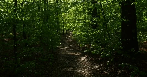 Walking Along a Forest Path Near Warszewo in Szczecin Poland Stock Footage 334330906
